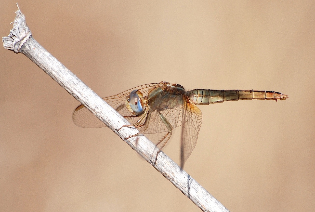 Parliamo di: Scheda Crocothemis erythraea